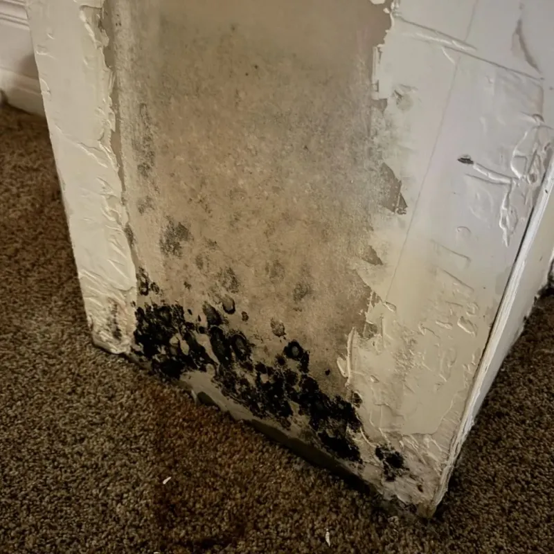Professional Mold Removal in Raymond, ME